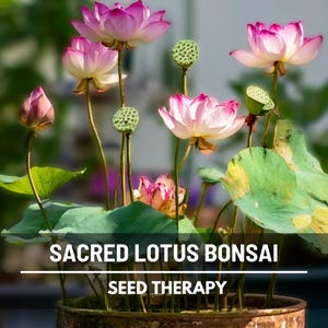 Bonsai Lotus Seeds - Etsy