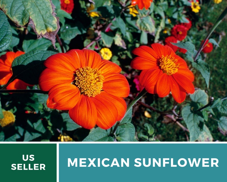 Seed Therapy Mexican Sunflower Seeds - Thumbnail 5