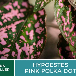 Op de afbeelding: Close-up van een groen blad met roze stippen. De plant heet Hypoestes Pink Polka Dot.