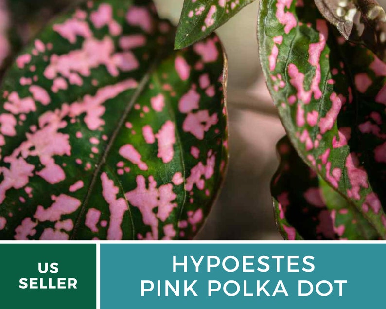 Op de afbeelding: Close-up van een groen blad met roze stippen. De plant heet Hypoestes Pink Polka Dot.
