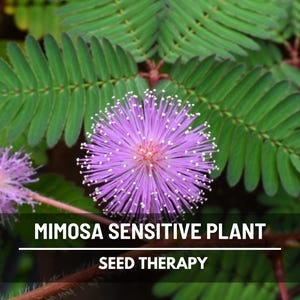 Sensitive Plant Seeds (Mimosa) – Heirloom, Rare Seeds, Moves with Physical Touch, Unique Garden Gift (Mimosa pudica) | 50 Seeds
