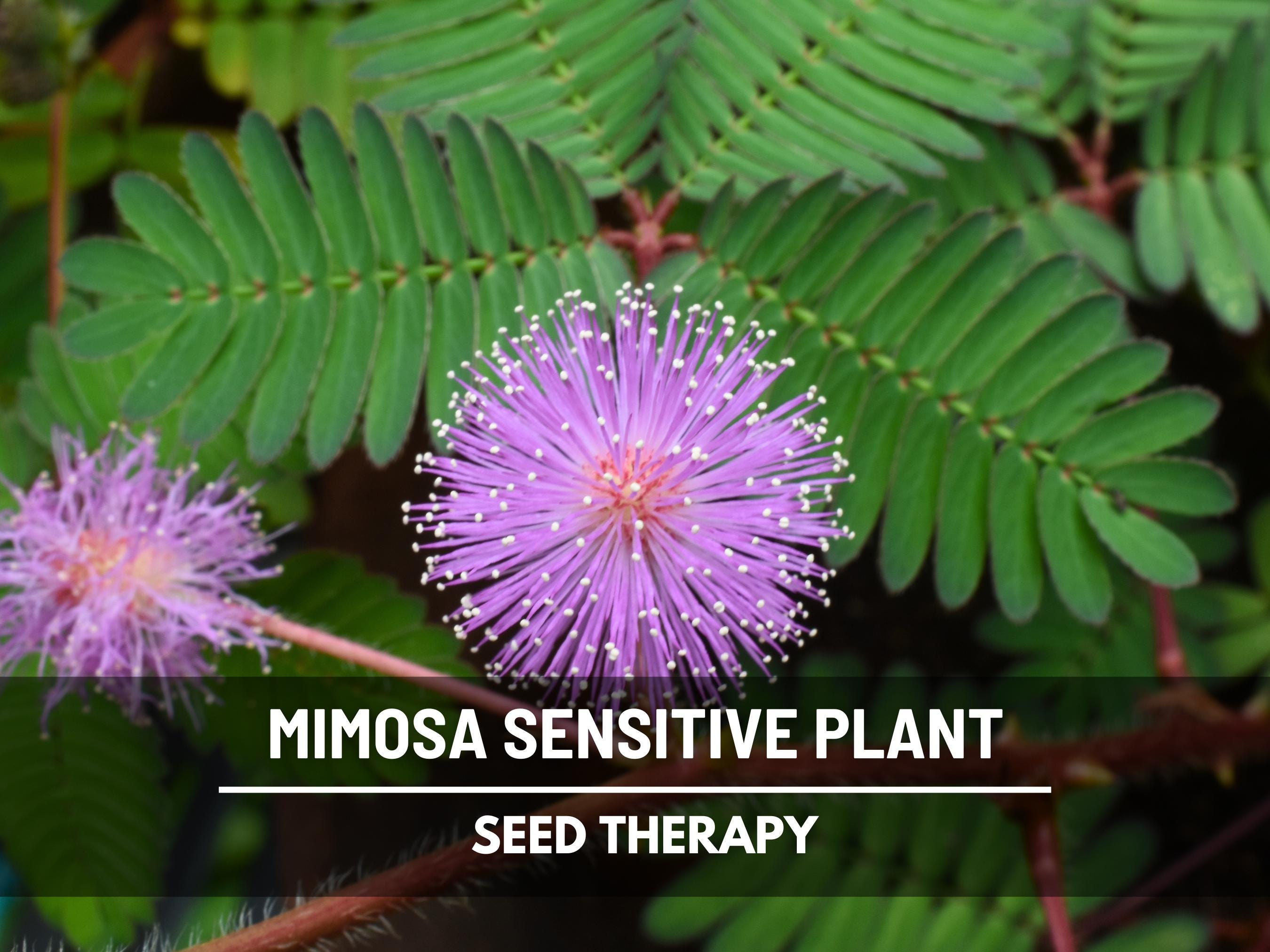 Semillas de Planta Sensitiva (Mimosa): Semillas raras y tradicionales que se conmueven con el contacto físico, un regalo único para el jardín (Mimosa pudica) / 50 semillas