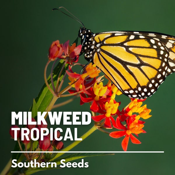 Milkweed, Tropical - 50 Seeds - Heirloom Flower - Garden Seeds, Wildflower, Attracts Butterflies (Asclepias curassavica)