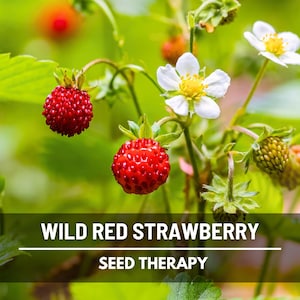 Wild Red Strawberry Seeds – Heirloom, Sweet & Flavorful Fruit, Vigorous Growth, Non-GMO, Garden Favorite | 200 Seeds