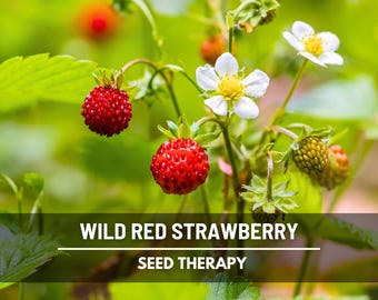Wild Red Strawberry Seeds – Heirloom, Sweet & Flavorful Fruit, Vigorous Growth, Non-GMO, Garden Favorite | 200 Seeds