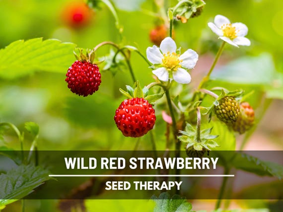 Wild Red Strawberry Seeds – Heirloom, Sweet & Flavorful Fruit, Vigorous Growth, Non-GMO, Garden Favorite | 200 Seeds