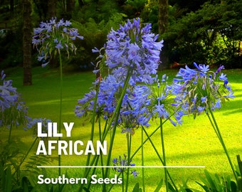 Lily, African - 25 Seeds - Heirloom Flower, Easy to Grow, Lily of the Nile, Garden Staple (Agapanthus praecox)