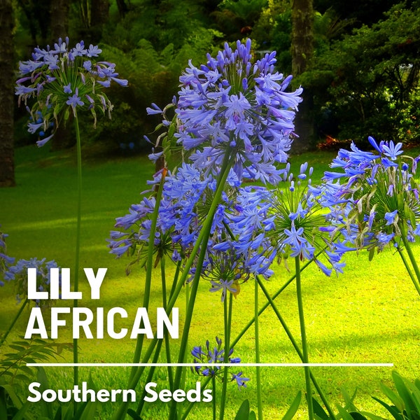 Lily, African - 25 Seeds - Heirloom Flower, Easy to Grow, Lily of the Nile, Garden Staple (Agapanthus praecox)