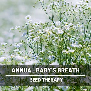 Annual Baby’s Breath Seeds – Covent Garden, Heirloom, Fast-Growing Cut Flower (500 Seeds)