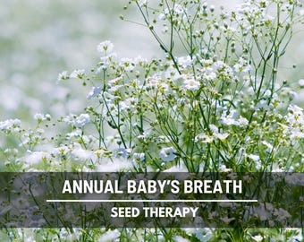 Annual Baby’s Breath Seeds – Covent Garden, Heirloom, Fast-Growing Cut Flower (500 Seeds)