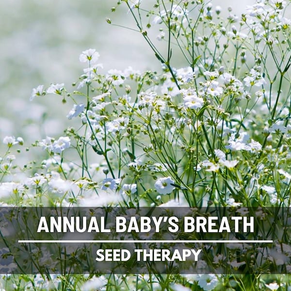 Annual Baby’s Breath Seeds – Covent Garden, Heirloom, Fast-Growing Cut Flower (500 Seeds)