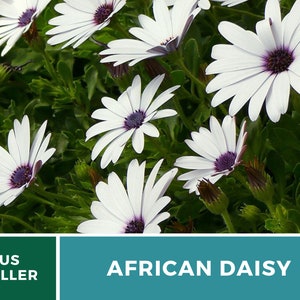 Daisy, African White Cape Marigold 25 Seeds Heirloom Flower White Blooms Dimorphotheca pluvialis image 2