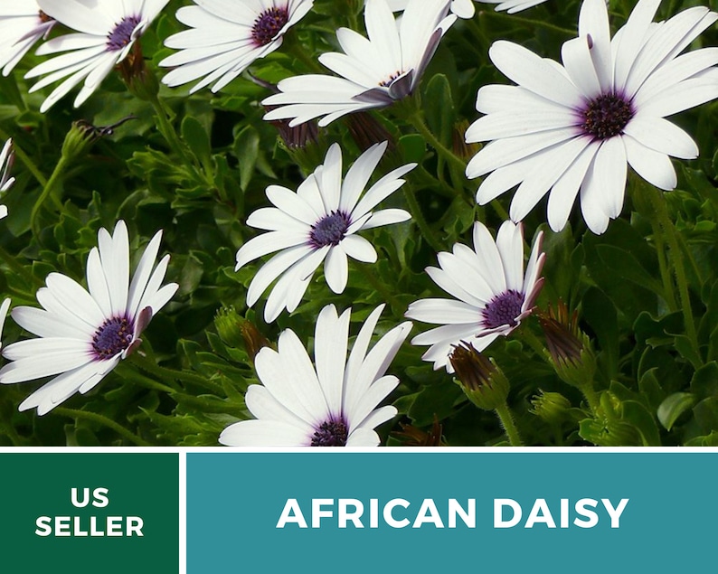 Daisy, African White Cape Marigold 25 Seeds Heirloom Flower White Blooms Dimorphotheca pluvialis image 2