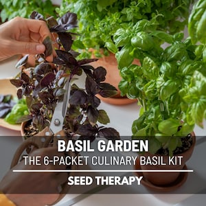 Basil Seed Collection – 6 Heirloom Varieties, Gourmet Non-GMO Culinary Herbs for Pesto, Salads, Curries, Cocktails, Easy Starter Kit