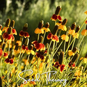 May include: A cluster of Mexican hat flowers featuring tall, dark brown, cone-shaped centers surrounded by drooping, vibrant red and yellow petals on slender green stems. The white cursive text Seed Therapy is overlaid at the bottom center.