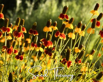 Mexican Hat Seeds – Heirloom Flower, Prairie Coneflower, Wildflower, Drought Tolerant, Pollinators (Ratibida columnifera) | 100 Seeds