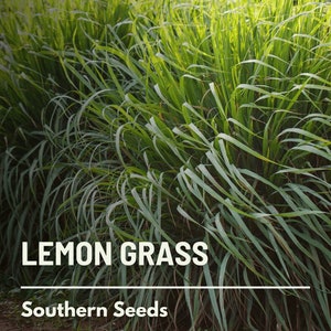 Lemon Grass - 100 Seeds - Heirloom Ornamental Grass - Culinary & Medicinal Herb (Cymbopogon flexuosus)