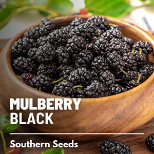 Mulberry, Black - 50 Seeds - Heirloom Fruit Tree - Sweet and Juicy Dark Berries - Rich in Antioxidants (Morus nigra)