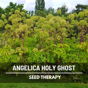 Large Angelica Holy Ghost plants with tall stalks in field – Seed Therapy