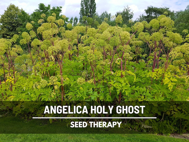 Large Angelica Holy Ghost plants with tall stalks in field – Seed Therapy