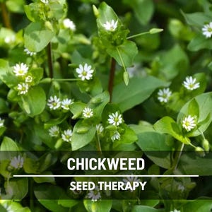May include: Close-up of chickweed plants with small white flowers and green leaves. The image includes the text "CHICKWEED SEED THERAPY" in white letters on a black background. The plants are in focus, with a natural, organic aesthetic.