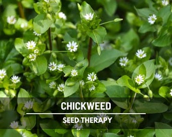 Chickweed (Stellaria media) seeds - Heirloom Medicinal & Culinary Herb, Succulent, Cool Weather Annual - 40 seeds
