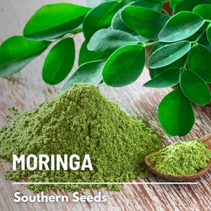 Moringa - 10 Seeds - Heirloom Tree, Medicinal & Culinary, Herbal Teas, Drumstick Tree, Fast Growing, Water Purification (Moringa oleifera)
