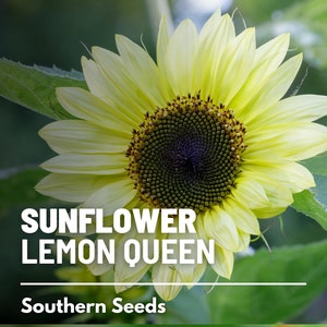 Sunflower, Lemon Queen - 25 Seeds - Heirloom Flower, Lemon Colored Blooms, Culinary & Medicinal Plant, Garden Gift (Helianthus annuus)