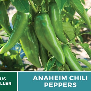 May include: Close-up of green Anaheim chili peppers growing on a vine. The peppers are long and slender, with a slightly pointed tip. The vine is covered in green leaves.