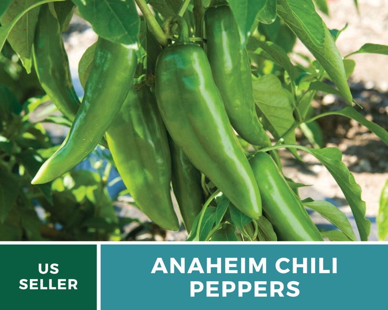 May include: Close-up of green Anaheim chili peppers growing on a vine. The peppers are long and slender, with a slightly pointed tip. The vine is covered in green leaves.