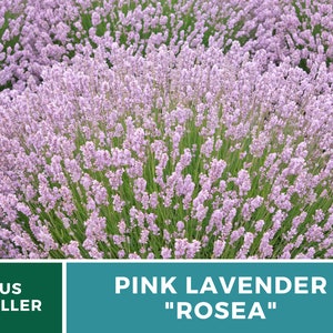 Lavender, Pink Rosea 20 Seeds Heirloom Flower Culinary & Medicinal Herb Fragrant Pink Flowers Lavandula angustifolia image 6