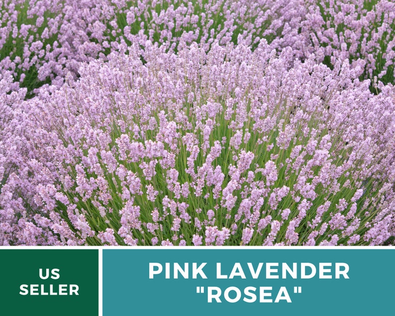 Lavender, Pink Rosea 20 Seeds Heirloom Flower Culinary & Medicinal Herb Fragrant Pink Flowers Lavandula angustifolia image 6