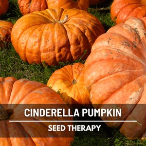 Cinderella Pumpkin Seeds – Heirloom Vegetable, Open Pollinated, Non-GMO, Classic French Variety, Deep Orange Fruit | 10 Seeds