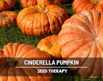 Cinderella Pumpkin Seeds – Heirloom Vegetable, Open Pollinated, Non-GMO, Classic French Variety, Deep Orange Fruit | 10 Seeds