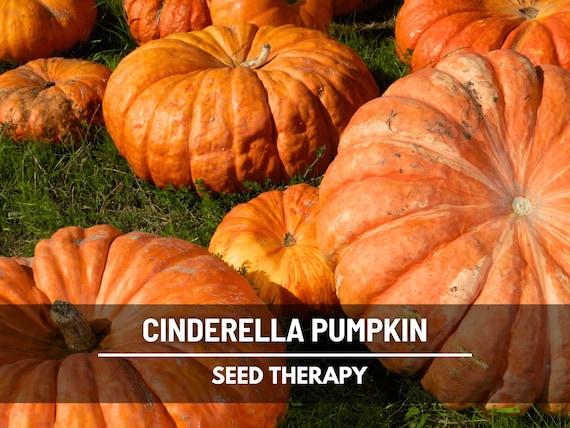Cinderella Pumpkin Seeds – Heirloom Vegetable, Open Pollinated, Non-GMO, Classic French Variety, Deep Orange Fruit | 10 Seeds