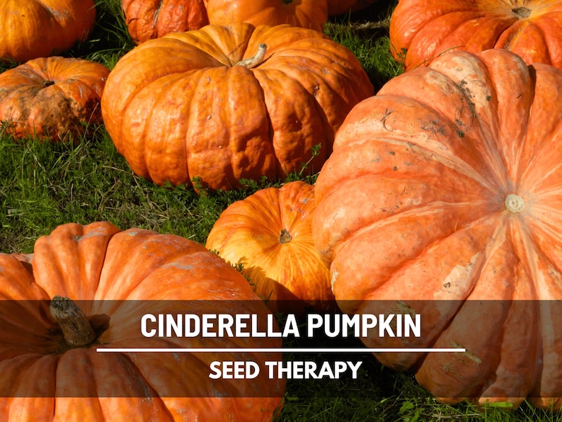 Cinderella Pumpkin Seeds – Heirloom Vegetable, Open Pollinated, Non-GMO, Classic French Variety, Deep Orange Fruit | 10 Seeds image 1