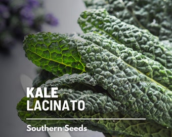 Kale, Lacinato (Dinosaur Kale) - 250 Seeds - Heirloom Vegetable - Open Pollinated - Non-GMO (Brassica oleracea)