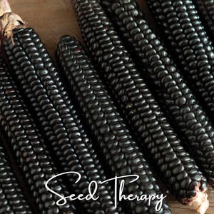 Morado Montana Maize Corn Seeds – Heirloom, Open Pollinated & Non-GMO, Black Kernel Vegetable, Unique Colorful Corn | 25 Seeds