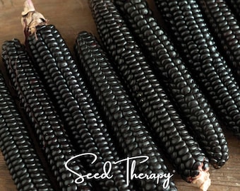 May include: Several ears of dark purple, almost black, corn arranged in parallel rows. Each cob is densely packed with uniform, shiny kernels. The text Seed Therapy is written in a white, cursive script across the bottom of the image.