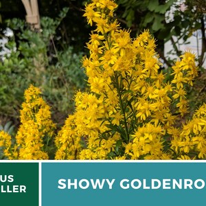 May include: A close-up of a cluster of bright yellow Showy Goldenrod flowers. The flowers are in bloom and have a delicate, feathery appearance. The background is blurred and out of focus, highlighting the flowers.
