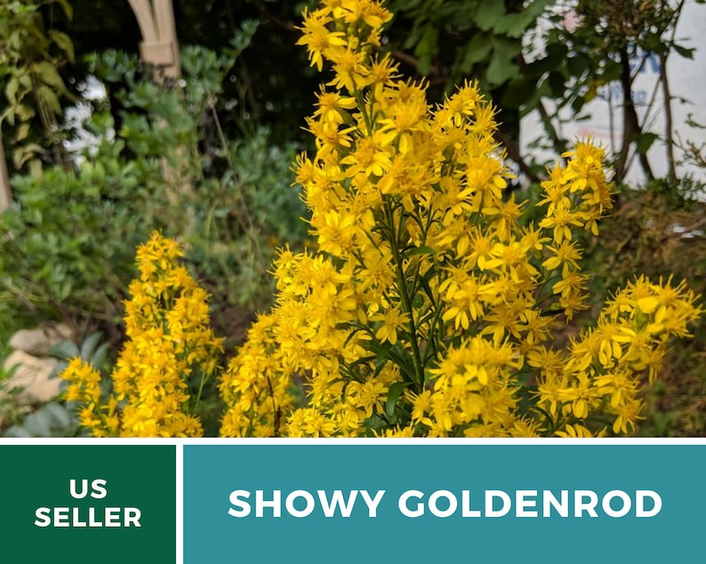 May include: A close-up of a cluster of bright yellow Showy Goldenrod flowers. The flowers are in bloom and have a delicate, feathery appearance. The background is blurred and out of focus, highlighting the flowers.