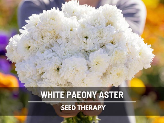 Paeony Duchess White Aster Seeds – Heirloom Flower, Double White Blooms, Garden Plant, Easy to Grow, Garden Gift | 50 Seeds