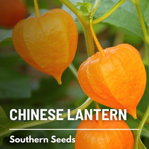 Chinese Lantern 50 Seeds Ornamental Heirloom Fruit Edible Red Berries Physalis alkekengi image 8