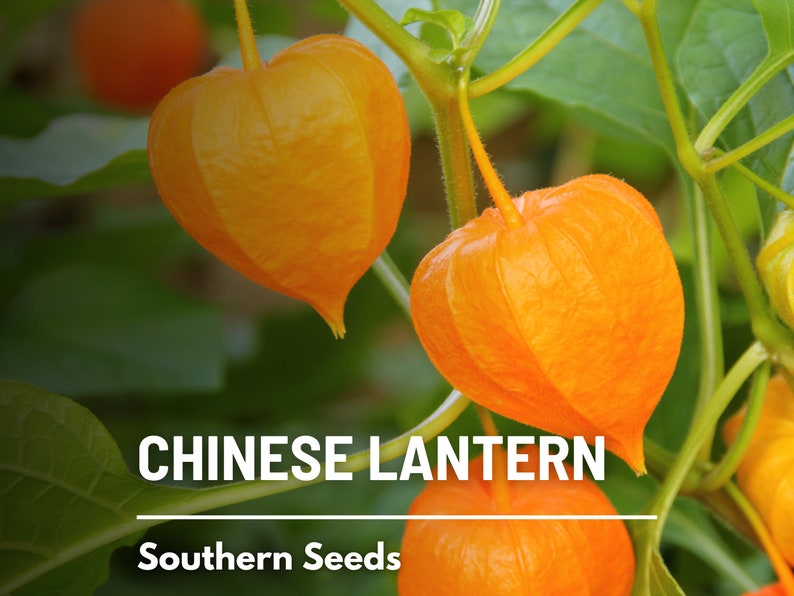 Chinese Lantern 50 Seeds Ornamental Heirloom Fruit Edible Red Berries Physalis alkekengi image 8