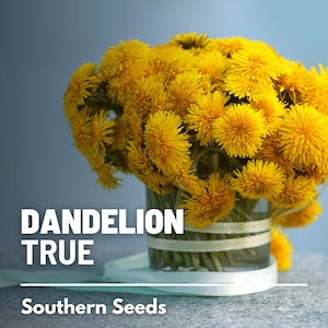 Dandelion, True - 50 Seeds - Heirloom Culinary & Medicinal Herb - Nutritious and Edible Greens (Taraxacum officinale)