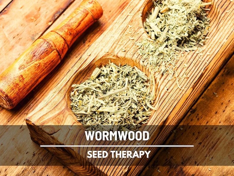 Wormwood Seeds – Heirloom Herb, Silver-Gray Foliage, Strong Aromatic Scent, Medicinal and Culinary Uses, Easy to Grow | 200 Seeds image 5