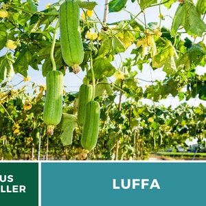 Puede incluir: Primer plano de una planta de luffa creciendo en un campo. Las calabazas de luffa son verdes y cuelgan de las enredaderas. El texto "LUFFA" se muestra en la esquina inferior derecha de la imagen. El texto "US SELLER" se muestra en la esquina inferior izquierda de la imagen.
