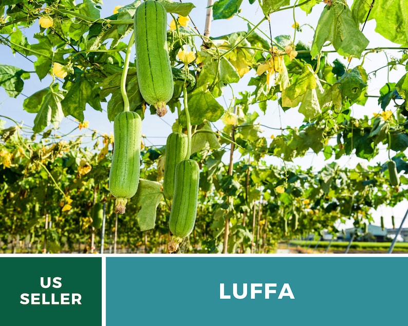 Puede incluir: Primer plano de una planta de luffa creciendo en un campo. Las calabazas de luffa son verdes y cuelgan de las enredaderas. El texto "LUFFA" se muestra en la esquina inferior derecha de la imagen. El texto "US SELLER" se muestra en la esquina inferior izquierda de la imagen.