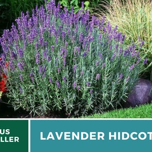 Lavender, Hidcote 50 Seeds Heirloom Flower Culinary & Medicinal Herb Lavandula angustifolia image 5