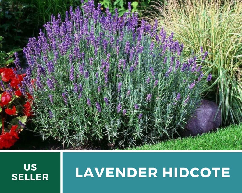 Lavender, Hidcote 50 Seeds Heirloom Flower Culinary & Medicinal Herb Lavandula angustifolia image 5